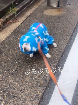 ブルブルと体を震わせたら…