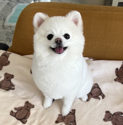 ニコニコ