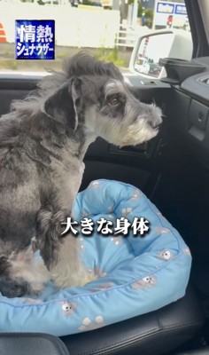 車内のベッドに座る犬