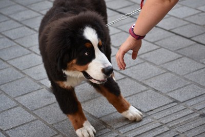 人の手を避ける子犬