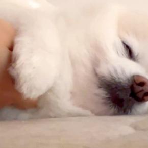 『二度寝するから撫でて』と頼んでくる犬→絶対に断ることができない『おねだり方法』に悶絶「撫でての仕方可愛すぎる」「手止めたら起きるの草」