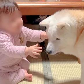 赤ちゃんが『老犬』を大好きになった結果→抱きしめようとして…あまりにも尊い『幸せなやり取り』が36万再生「愛情で溢れた空間」「癒された」