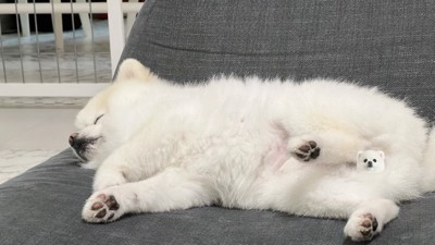天使