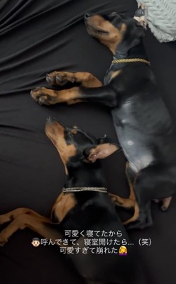 一緒に眠る小型犬と大型犬