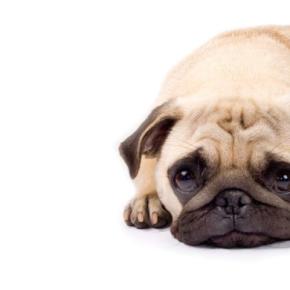『愛情不足な犬』がみせるサイン5選 愛犬を満足させるために飼い主がすべき接し方とは?