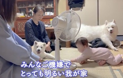 赤ちゃんたちのそばでカメラ目線の2匹の犬