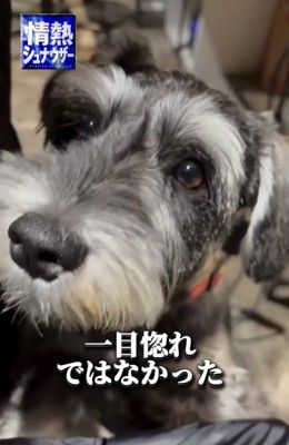 顔を近づける犬