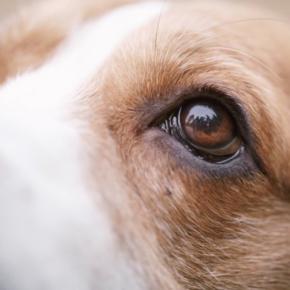 犬と人は見えている世界が違う？ワンコの目の構造はどうなっているの？知っておくべき注意点まで