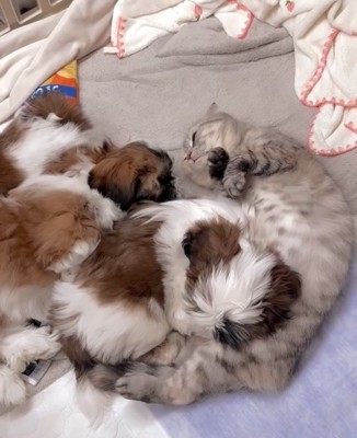 身を寄せ合ってくつろぐ猫と子犬たち