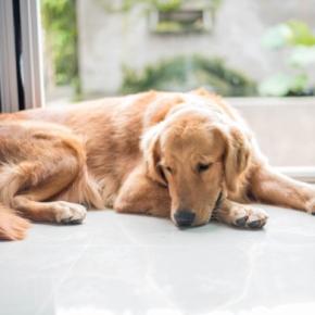 犬にも起こる『ペットロス』の症状とは？飼い主にできるケア方法までご紹介