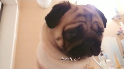 湯船に浸かれなくて不満そう!