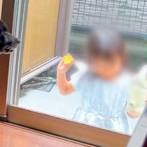 10日間、女の子と犬が離れ離れになった結果→帰宅時、窓越しに姿が見えた瞬間…素敵すぎる『再会の光景』が68万再生「よほど会いたかったんだ」