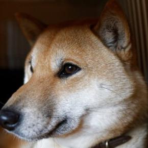 犬が『捨てられた』と勘違いしてしまう行動7選 愛犬を悲しませる絶対NG行為や不安にさせないために意識すべきことまで