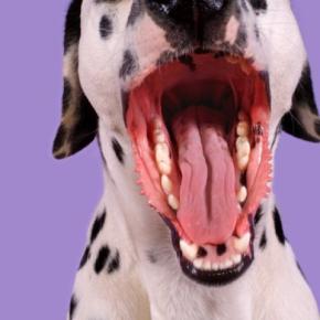 『吠えている犬』にしてはいけないタブー行為5選 飼い主がやりがちなNGしつけまで解説