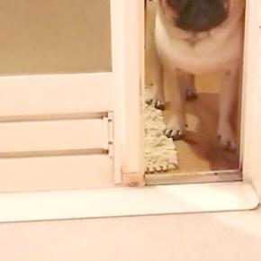 入浴中、犬がお風呂場を覗きにきたので『一緒に入りたい？』と声をかけた結果…あまりに愛おしい反応に「大好きなんだ」「突然怒りだしたｗ」の声