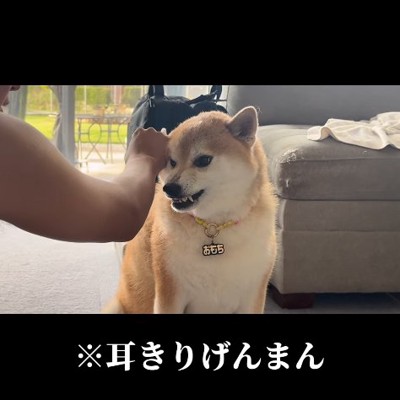 耳きりげんまんする飼い主と柴犬