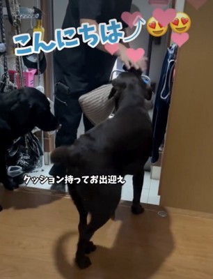 熱烈なお出迎え