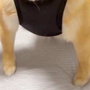 犬に服を着せた結果→『筋肉ムキムキ』になってしまい…まさかの『武士のような光景』が178万再生「拙者座りｗｗ」「腹ちぎれるほど笑った」