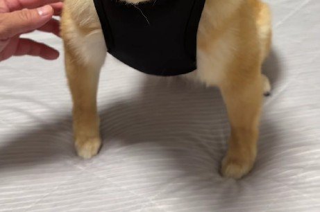 ぺっぺこぺーちゃんに黒い服を着せると…