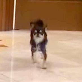 結婚式で犬たちが『リングドッグ』をした結果→『2匹ともくるかな』と思いきや…衝撃的な『まさかの態度』が150万再生「どっちも愛おしい」