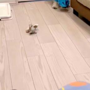 リモート会議中、ふと『犬が静かだな』と思ったので確認した結果→まさかの『ハプニング』が61万再生「フリーズしてて草」「うちの子もやるw」