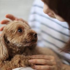 犬の目を『じーっと見つめてはいけない』3つの理由　愛犬とアイコンタクトをとるメリット・デメリットまでご紹介