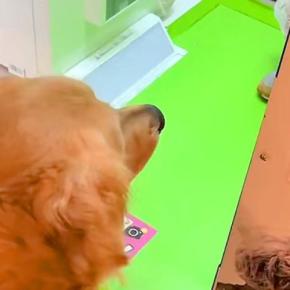 大型犬と『プリクラ』を撮ってみた結果→『可愛いプリができる』と思ったら…想像と違う『出来栄え』が43万再生「いい思い出」「浴衣可愛い」