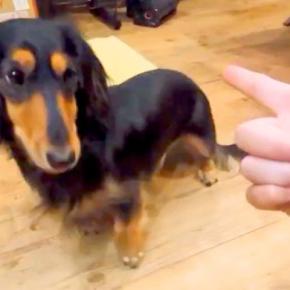 犬の幼稚園で『バーン』を覚えてきたワンコ→『上手にできるかな』と思ったら…ぎこちなさすぎる光景に15万いいね「考えながらやるのたまらん」