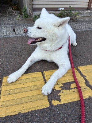 お散歩
