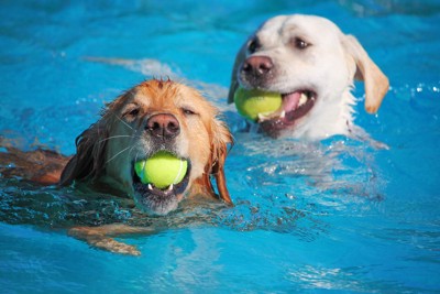 プールで泳ぐ2頭の大型犬