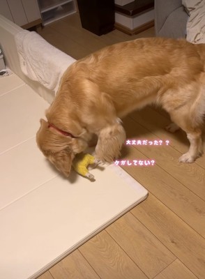 ぬいぐるみを確認する犬