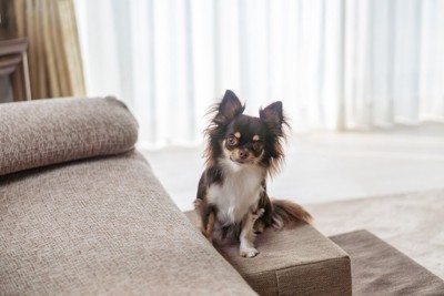 犬用ステップを利用する小型犬