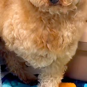人が怖くて震える『悲しい顔の元繁殖犬』→懸命なお世話を続けた結果…同じ犬と思えない『表情の違い』が10万再生「笑顔最高」「幸せになって」