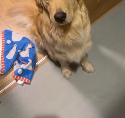 大型犬の表情
