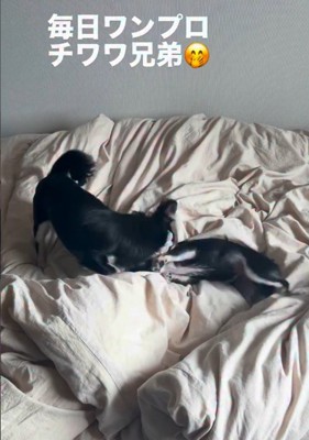 遊ぶ犬1