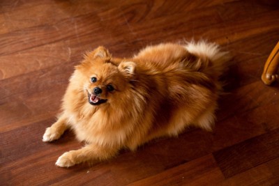 フローリングの部屋で過ごす犬