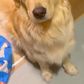 大型犬が気に入っている『チキンのおもちゃ』を丸洗いした結果→『なんでひどいことするの…?』切実すぎる表情が41万再生「目で訴えてるw」