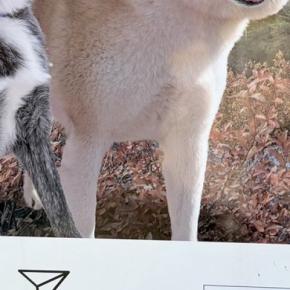 外出中に『犬の顔ハメパネル』を発見→秋田犬に試してもらった結果…違和感が無さすぎる光景に7万いいね「笑った」「ご本人ならぬご本犬登場ｗ」