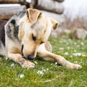 犬が『自分の前足を舐める』心理4選　やめさせたい場合はどうしたらいいの？対処法まで解説