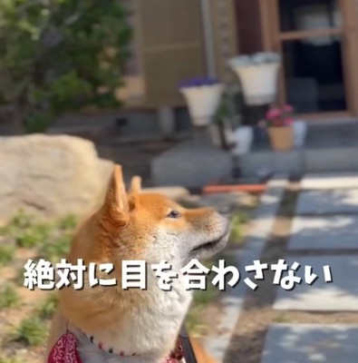 目を合わせないうみくん