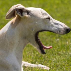 犬を『イライラ』させる飼い主の行動5つ 愛犬はどんなことで不機嫌になるの?ストレスを感じているサインとは