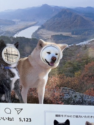 秋田犬