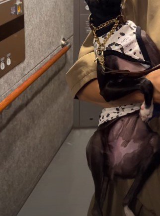 フェイスマスクデビューした犬
