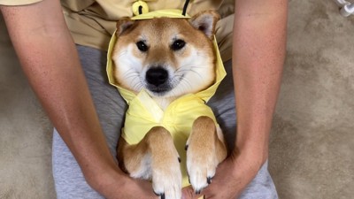 愛くるしいミツバチに変身♡