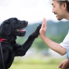 愛犬は『飼い主の顔』がわかる?どうやって他人と判別しているの?認識してもらうためにできることまで