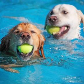 犬のための『サービス』6選　いざというときに知っておくと役立つ場所や安心できるサポートまで
