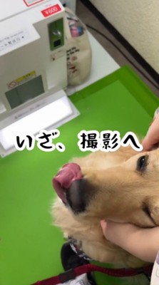 プリクラの撮影機の前に座る犬