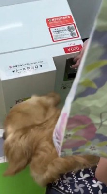 プリクラの機械にお金を入れる飼い主