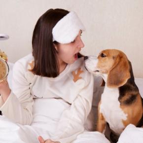 犬が早朝に『飼い主を起こす』心理5選　行動がエスカレートしてしまうNG対応とは？