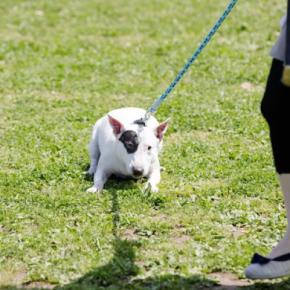 犬が『散歩中に歩かなくなってしまう』4つの理由　主な原因やスムーズに歩行させる方法まで